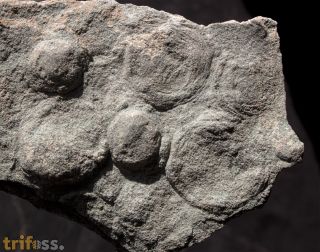Nemiana simplex Paliy, 1976