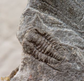 Shumardia (Conophrys) salopiensis (Callaway, 1877)