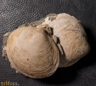Glycymeris obovata (Lamarck, 1819)