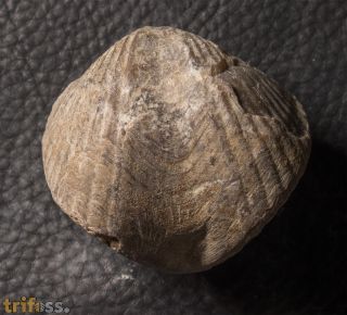 Spinocyrtia ostiolata (SCHLOTHEIM, 1820)