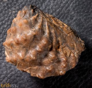 Myophorella (Clavotrigonia) lusitanica (Sharpe, 1850)