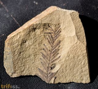 Metasequoia occidentalis Chaney, 1951