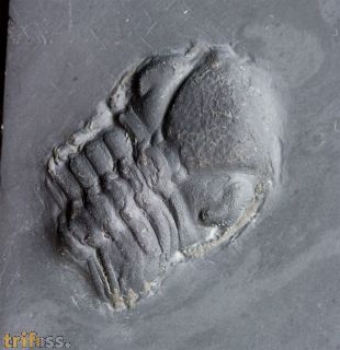 Chotecops sp.