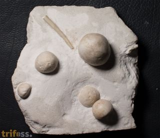 Conulus subrotundus Mantell, 1822