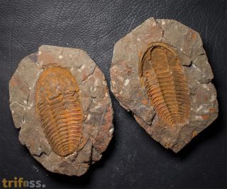 Hamatolenus (Myopsolenus) magnus HUPE 1953