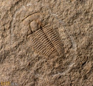 Otarion diffractum (Zenker, 1833)