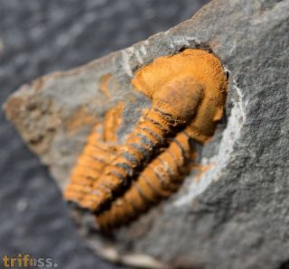 Agraulos ceticephalus (Barrande, 1846)
