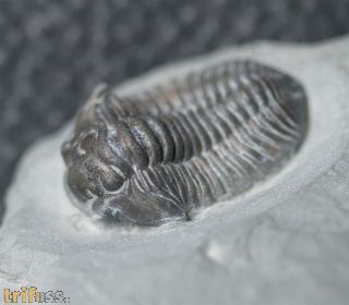 Flexicalymene retrorsa (Foerste, 1910)