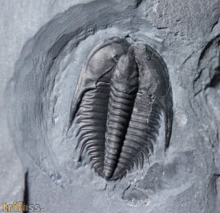 Orygmaspis contracta (Frederickson, 1949)