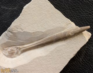 Hibolithes semisulcatus MUENSTER, 1830