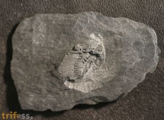 Phacopidina micheli (TROMELIN 1877)