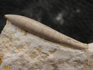 Hibolithes semisulcatus MUENSTER, 1830