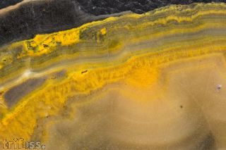Microbialite - Bumble Bee