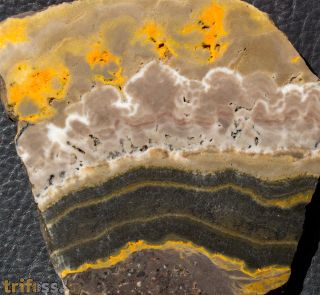 Microbialite - Bumble Bee
