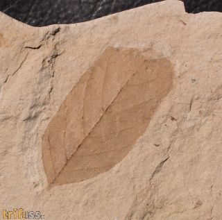 Diospyros varians