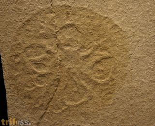Qualle , Scyphozoa non. det.