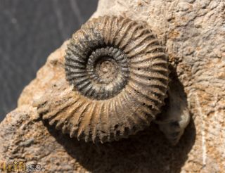 Pseudogarantiana minima (Wetzel, 1911)