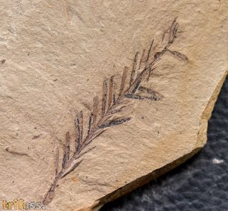 Metasequoia occidentalis Chaney, 1951