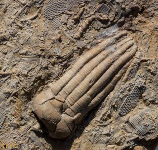 Phanocrinus bellulus (Miller and Gurley, 1894)