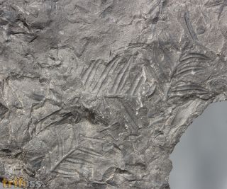 Neuropteris schlehani (Stur, 1877)