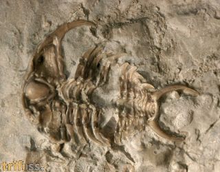 Ceraurus sp. & ?Raymondites sp.