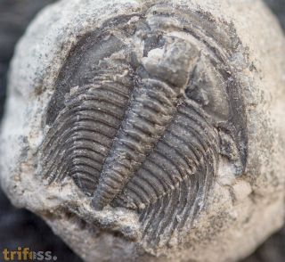 Aphelaspis  westropi (Chatterton & Ludvigsen, 1998)