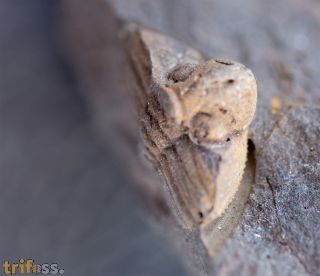 Trinucleoides reusii (BARRANDE, 1872)