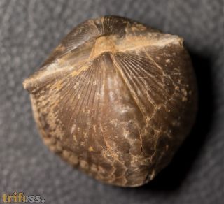 Spinocyrtia ostiolata (SCHLOTHEIM, 1820)