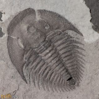 Dolerolenus (Malungia) laevigata Lu, 1961