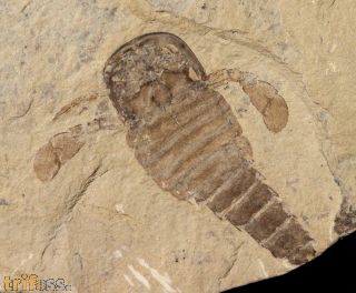 Eurypterus (Balteurypterus) tetragonophtalmus (Fischer, 1839)