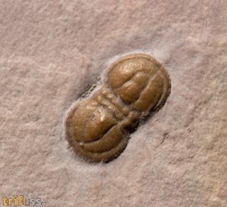 Itagnostus interstrictus (WHITE, 1874)