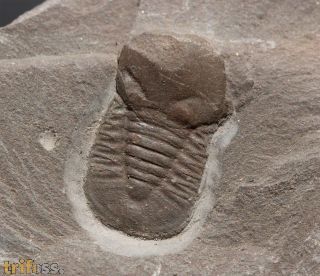 Degamella sendinoae Corbacho, 2011