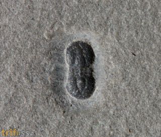 Ptychagnostus atavus (Tullberg, 1880)