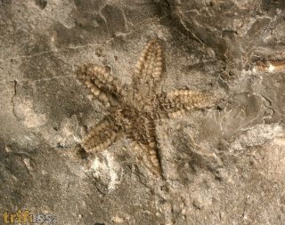 Stenaster salteri Billings (1858)