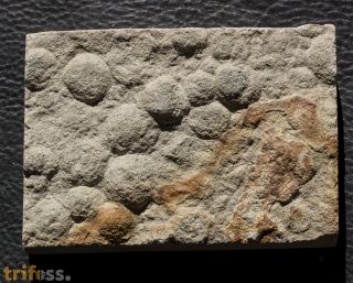 Nemiana simplex Paliy, 1976
