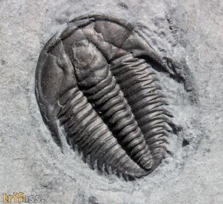 Orygmaspis contracta (Frederickson, 1949)