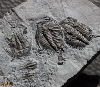 Orygmaspis contracta (Frederickson, 1949)