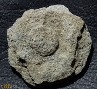 Cyclomedusa dniestriensis Grytsenko,2020
