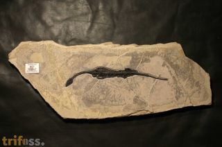 Neusticosaurus pusillus FRAAS