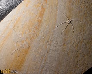 Geocoma carinata (GOLDFUSS, 1833)