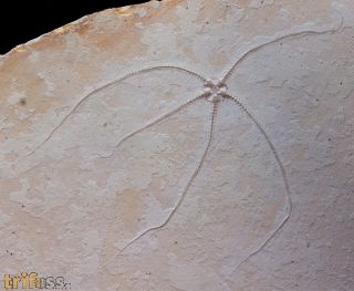 Geocoma carinata (GOLDFUSS, 1833)