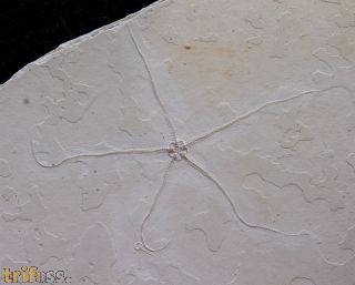 Geocoma carinata (GOLDFUSS, 1833)