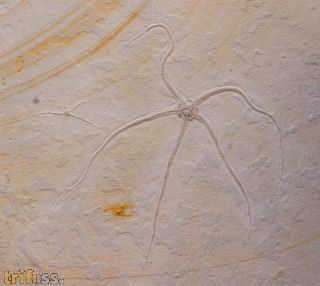Geocoma carinata (GOLDFUSS, 1833)