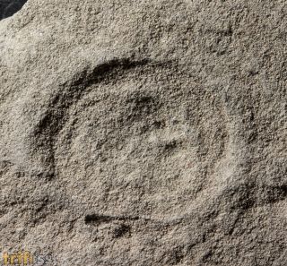 Cyclomedusa dniestriensis Grytsenko,2020