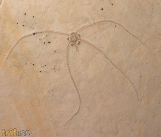Geocoma carinata (GOLDFUSS, 1833)