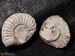 Pleuroceras solare (Phillips 1829)