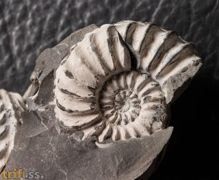 Pleuroceras solare (Phillips 1829)