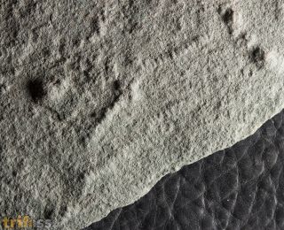 Palaeopascichnus delicatus Palij, 1976