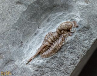 Cyphaspis elachopos (Thomas, 1978)