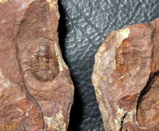 Asaphellus homfrayi (Salter, 1866)